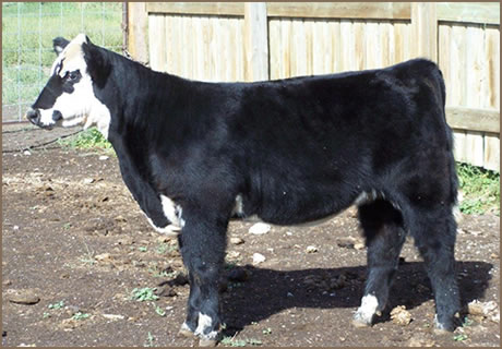 Gillespie Show Cattle Heifer at the NILE.