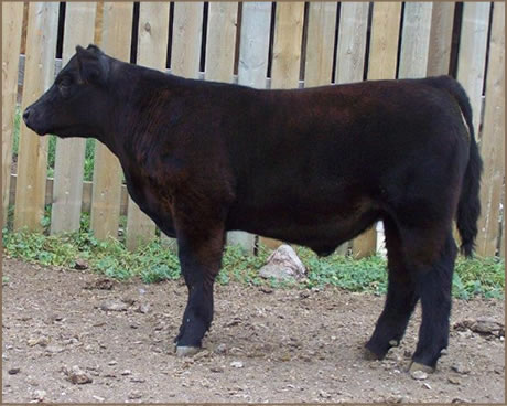 Gillespie Show Cattle Steer to be shown at NILE.