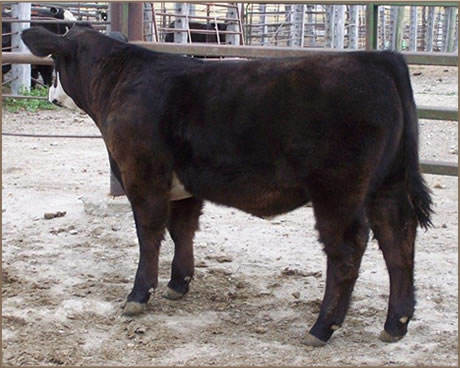 Gillespie Show Cattle Steer to be shown at NILE.