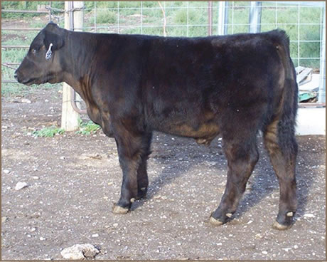 Gillespie Show Cattle Steer to be shown at NILE.