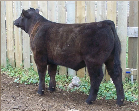 Gillespie Show Cattle Steer to be shown at NILE.