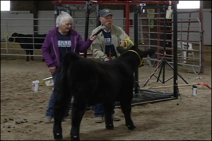 Gillespie Show Cattle at the 2015 Big Sky Blue Ribbon Cattle Clinic